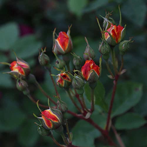 Climbing Rose Plant Orange and Yellow Live Plant P70778