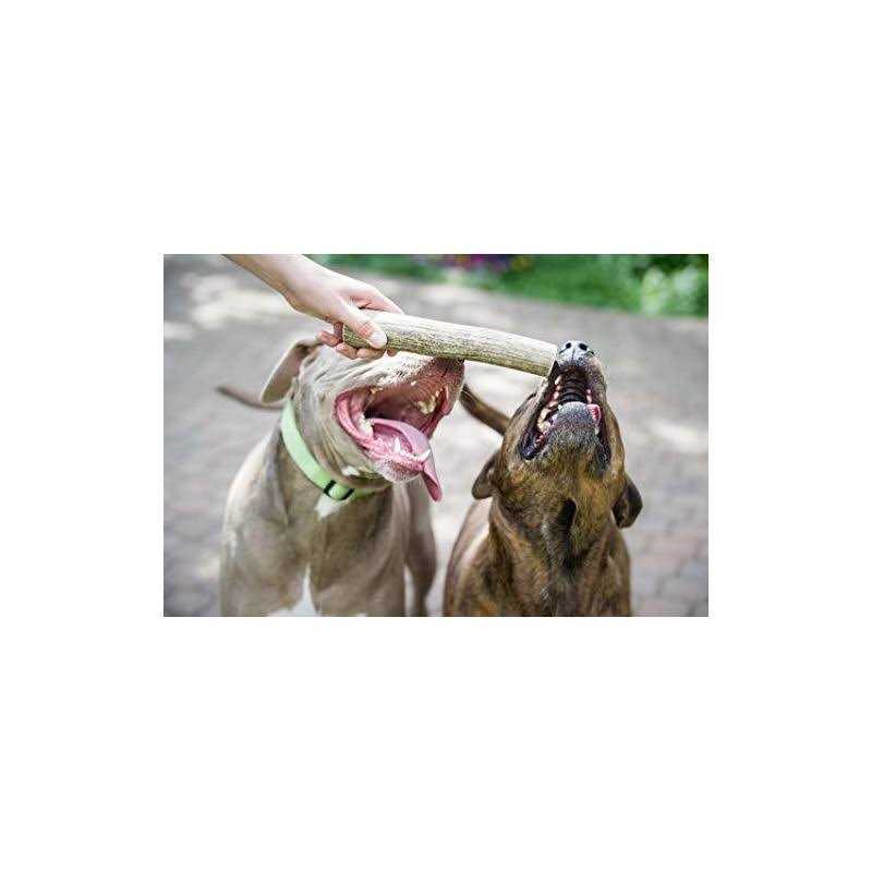 Elk Antler Dog Chew Y2694