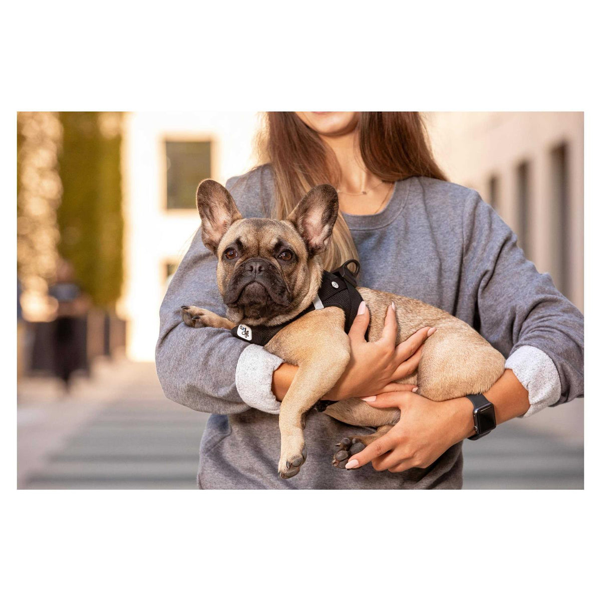 Air-Mesh Dog Harness T803