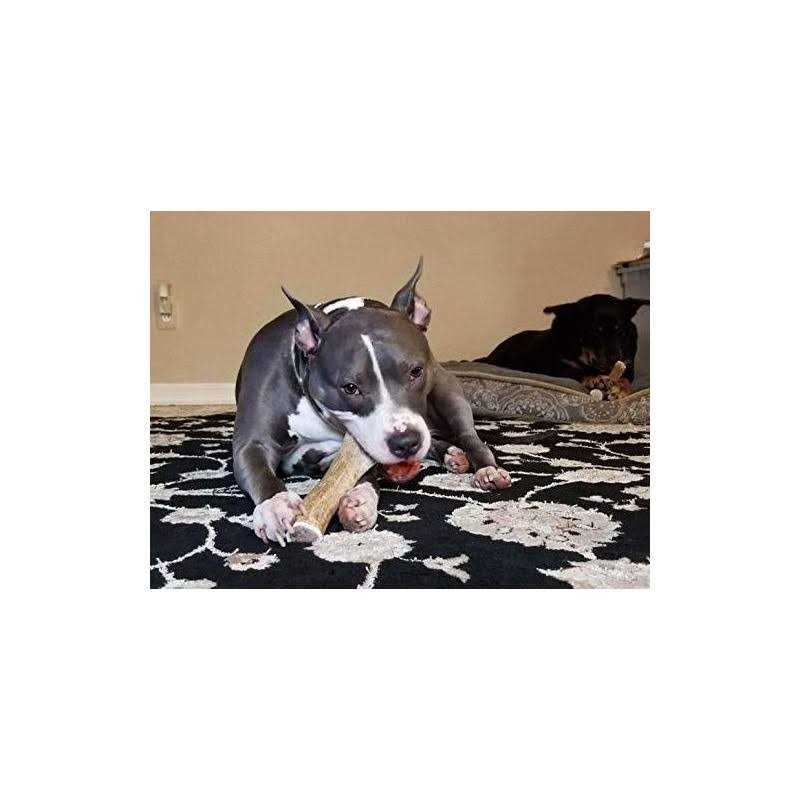 Elk Antler Dog Chew Y2694