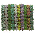 Collection of 40 Rosette Succulent E9842