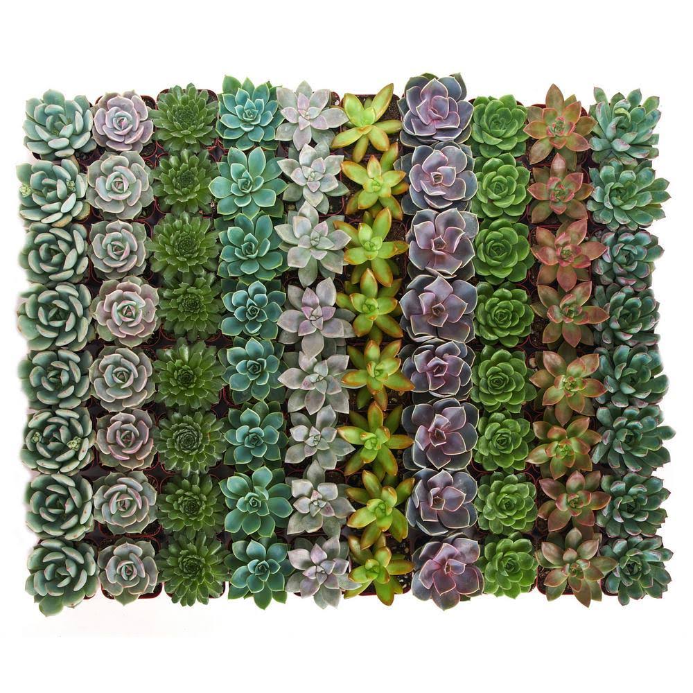 Collection of 40 Rosette Succulent E9842