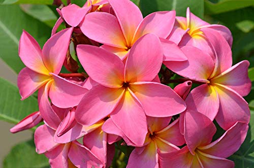 8"-10" Mixed Hawaiian Plumeria Frangipani Cuttings C31010