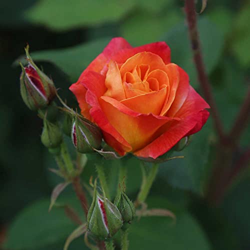 Climbing Rose Plant Orange and Yellow Live Plant P70778