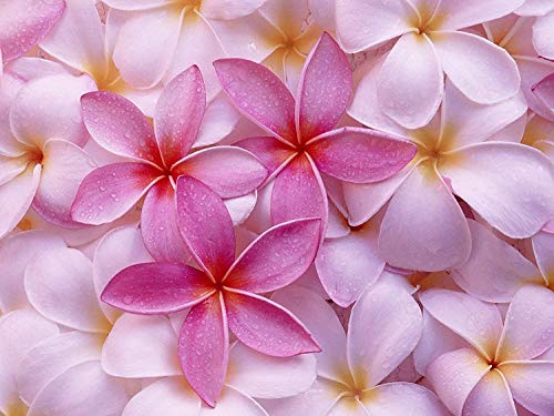 8"-10" Mixed Hawaiian Plumeria Frangipani Cuttings C31010