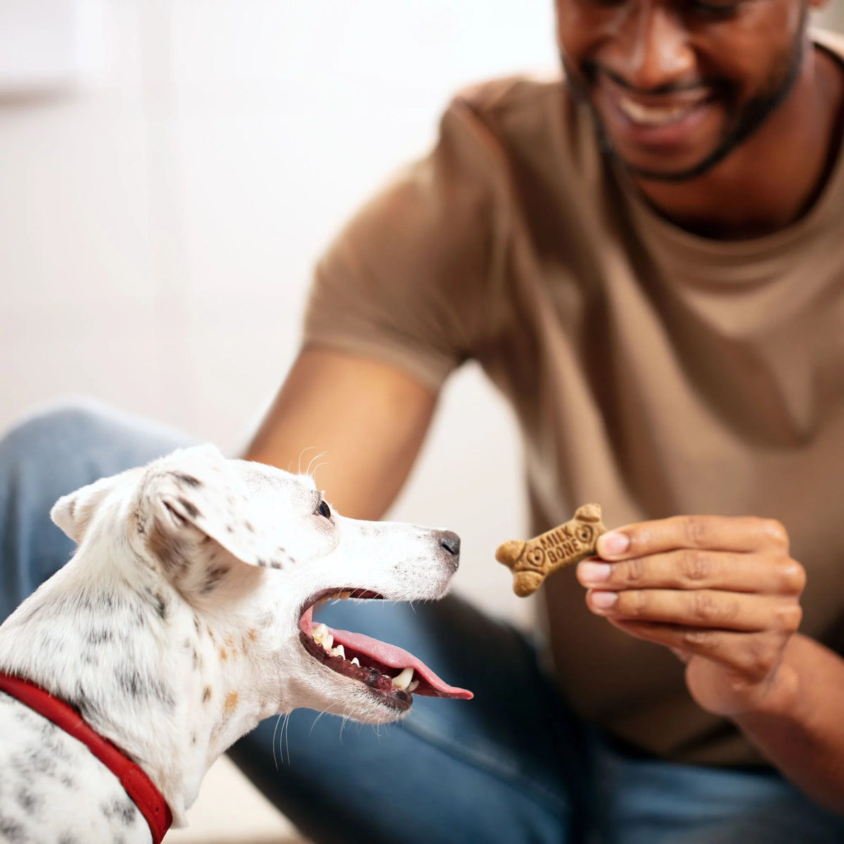 Small Dog Biscuits, 8-Pound R8783
