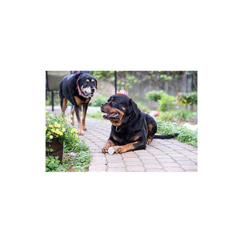 Elk Antler Dog Chew Y2694