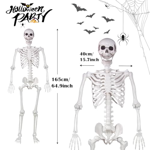 Life Size Skeleton with Movable Joints T53772