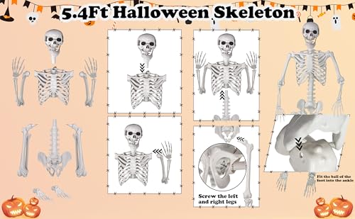 Life Size Skeleton with Movable Joints T53772