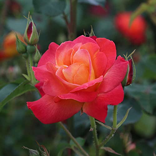 Climbing Rose Plant Orange and Yellow Live Plant P70778