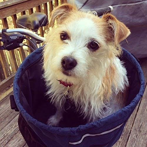 Pet Dog Bike Basket Carrier W7313