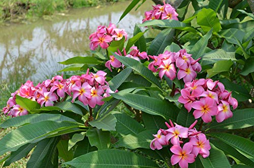 8"-10" Mixed Hawaiian Plumeria Frangipani Cuttings C31010