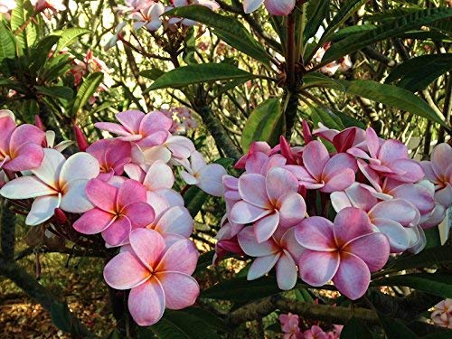 8"-10" Mixed Hawaiian Plumeria Frangipani Cuttings C31010