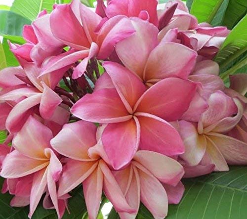 8"-10" Mixed Hawaiian Plumeria Frangipani Cuttings C31010