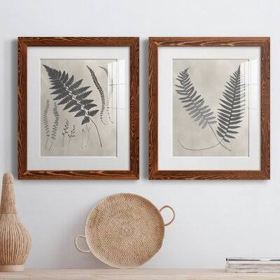 Vintage Fern Study II Framed Print, Gray Framed Paper, Matte White, 20x F48865