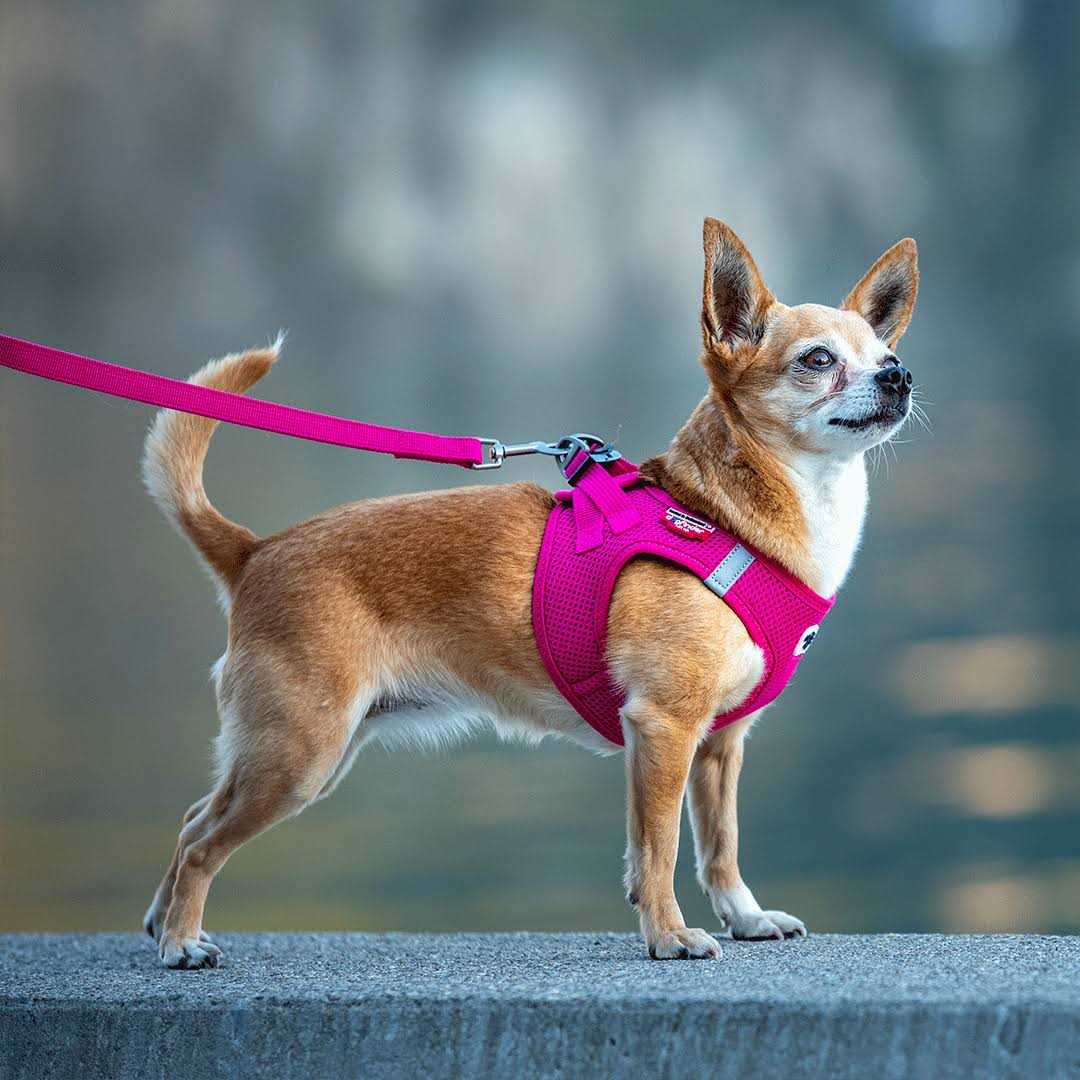 Air-Mesh Dog Harness T803