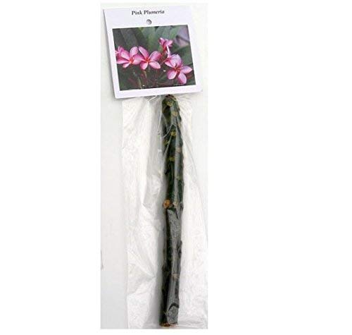 8"-10" Mixed Hawaiian Plumeria Frangipani Cuttings C31010