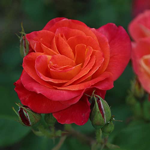 Climbing Rose Plant Orange and Yellow Live Plant P70778