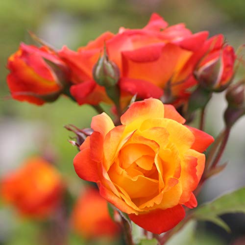 Climbing Rose Plant Orange and Yellow Live Plant P70778