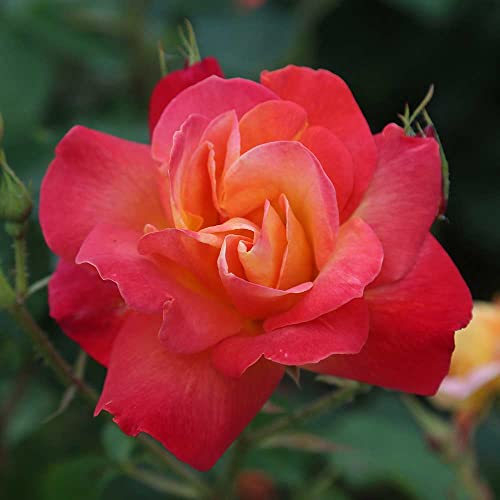 Climbing Rose Plant Orange and Yellow Live Plant P70778