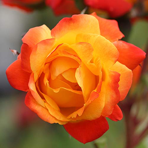 Climbing Rose Plant Orange and Yellow Live Plant P70778