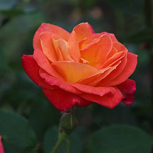 Climbing Rose Plant Orange and Yellow Live Plant P70778